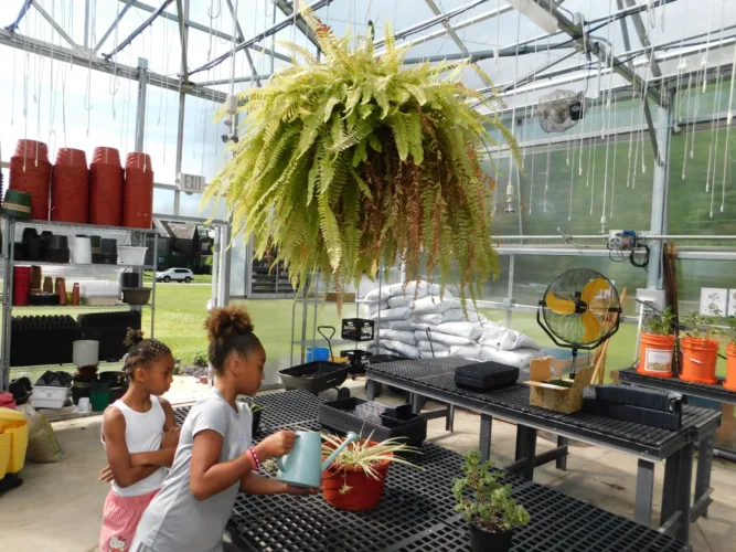 McKinley STEM pupils keep things growing